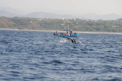 Photo from our boat tours in Puerto Escondido