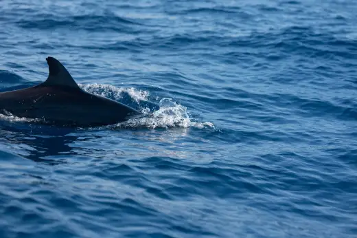 Photo from our boat tours in Puerto Escondido