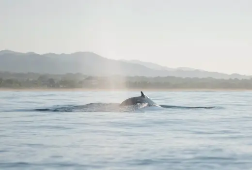 Photo from our boat tours in Puerto Escondido