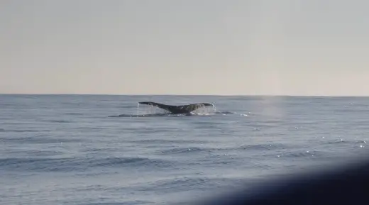 Photo from our boat tours in Puerto Escondido