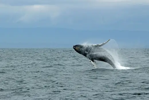Photo from our boat tours in Puerto Escondido