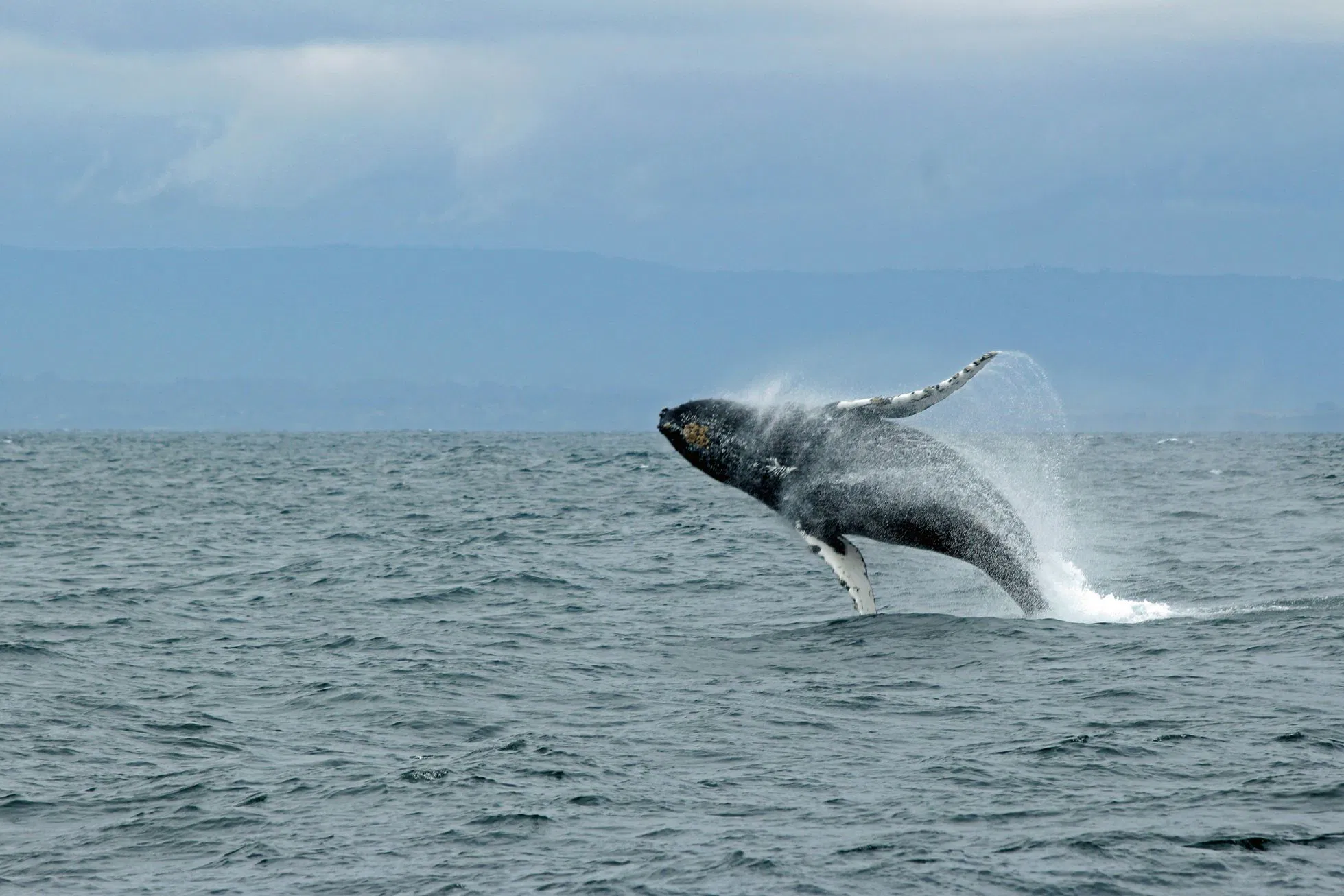 whale watching puerto escondido