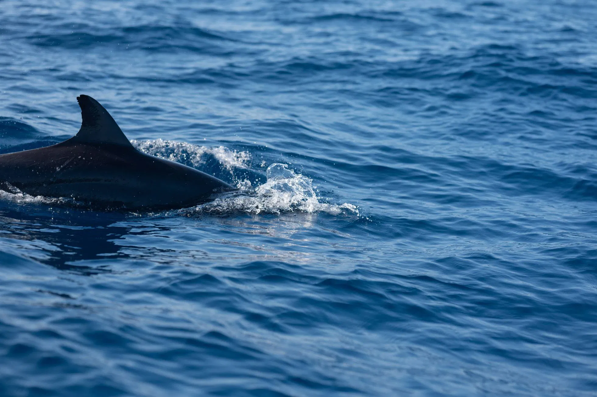 dolphin watching puerto escondido