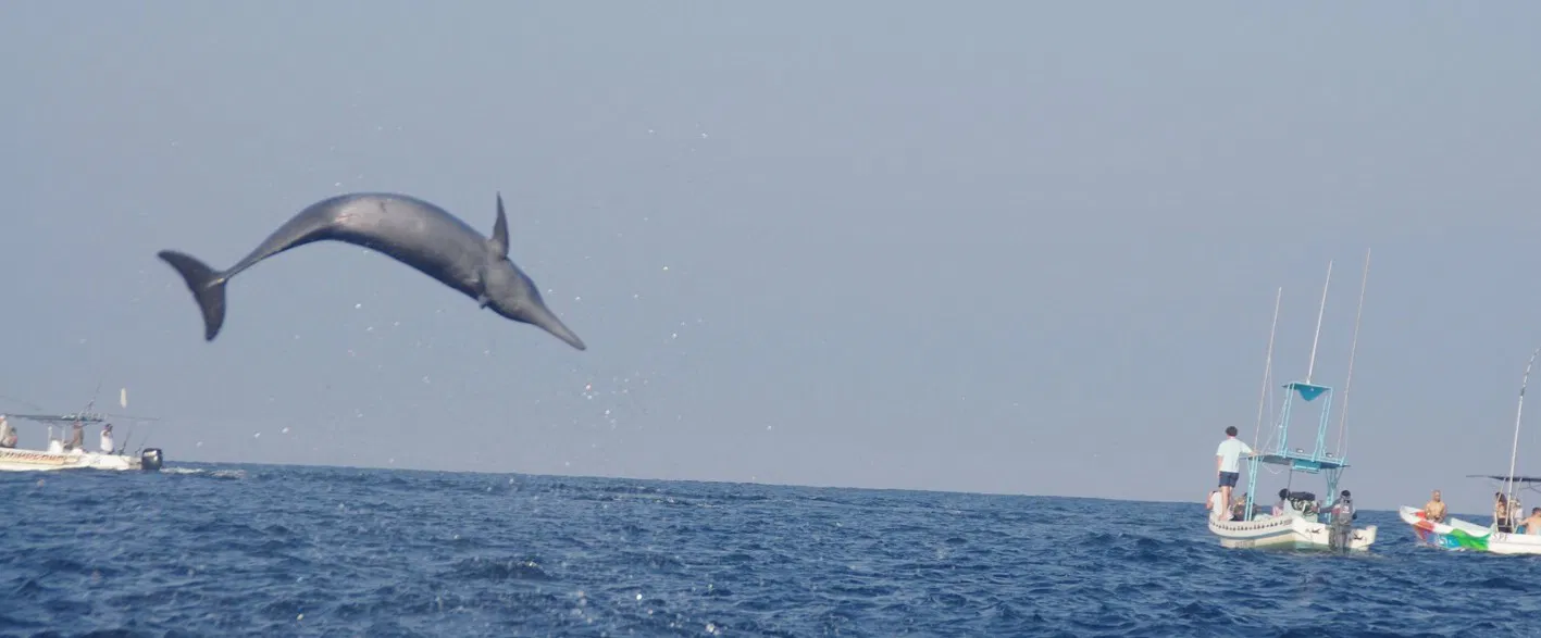 Spinner Dolphin Puerto Escondido