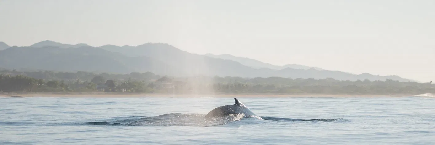 Whale tail