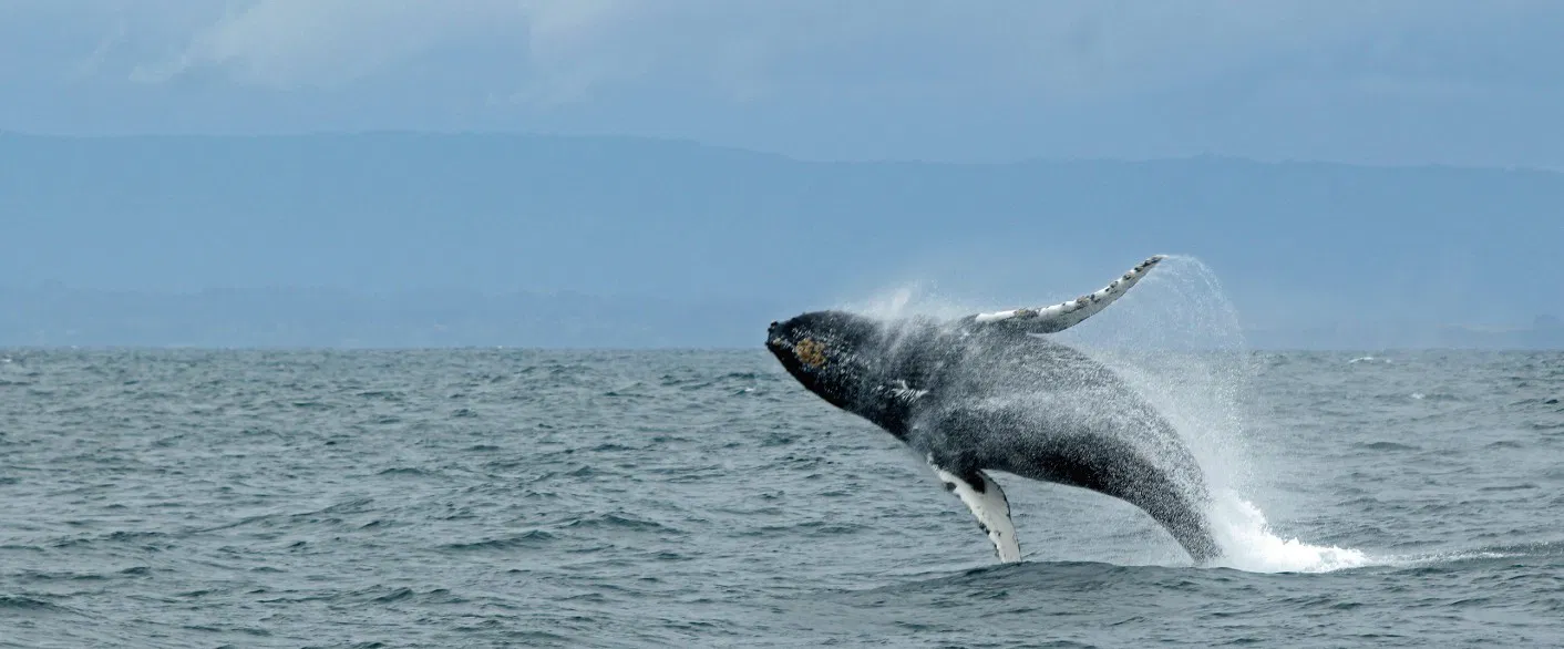 Whale jumping