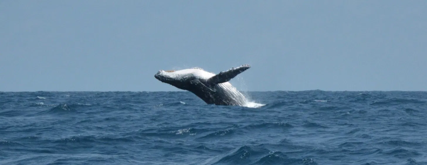 Jumping Whale